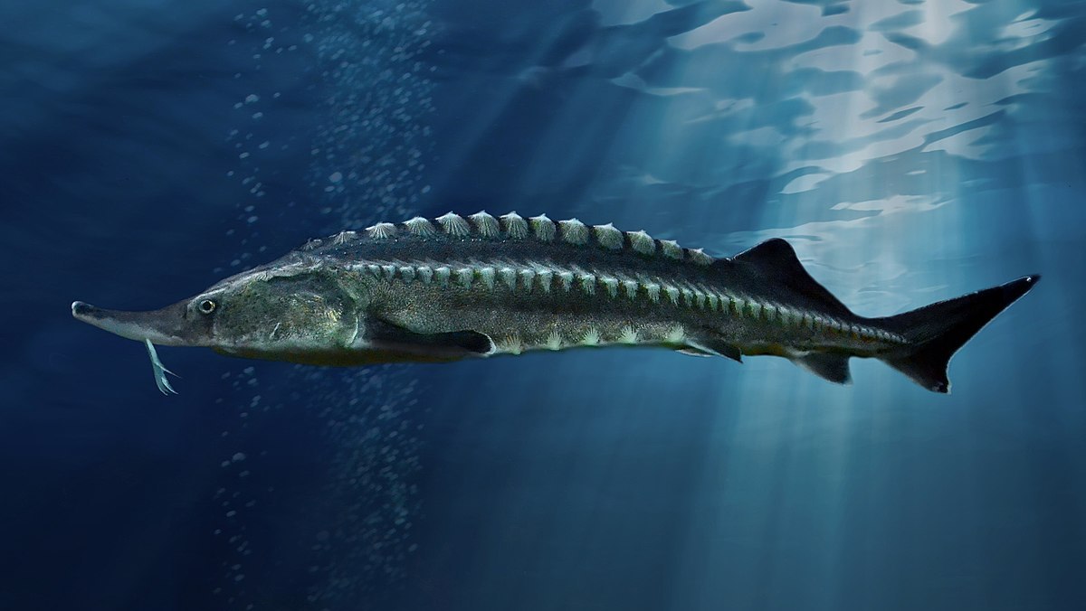 Beluga Sturgeon (Huso huso) the biggest freshwater fish in the world